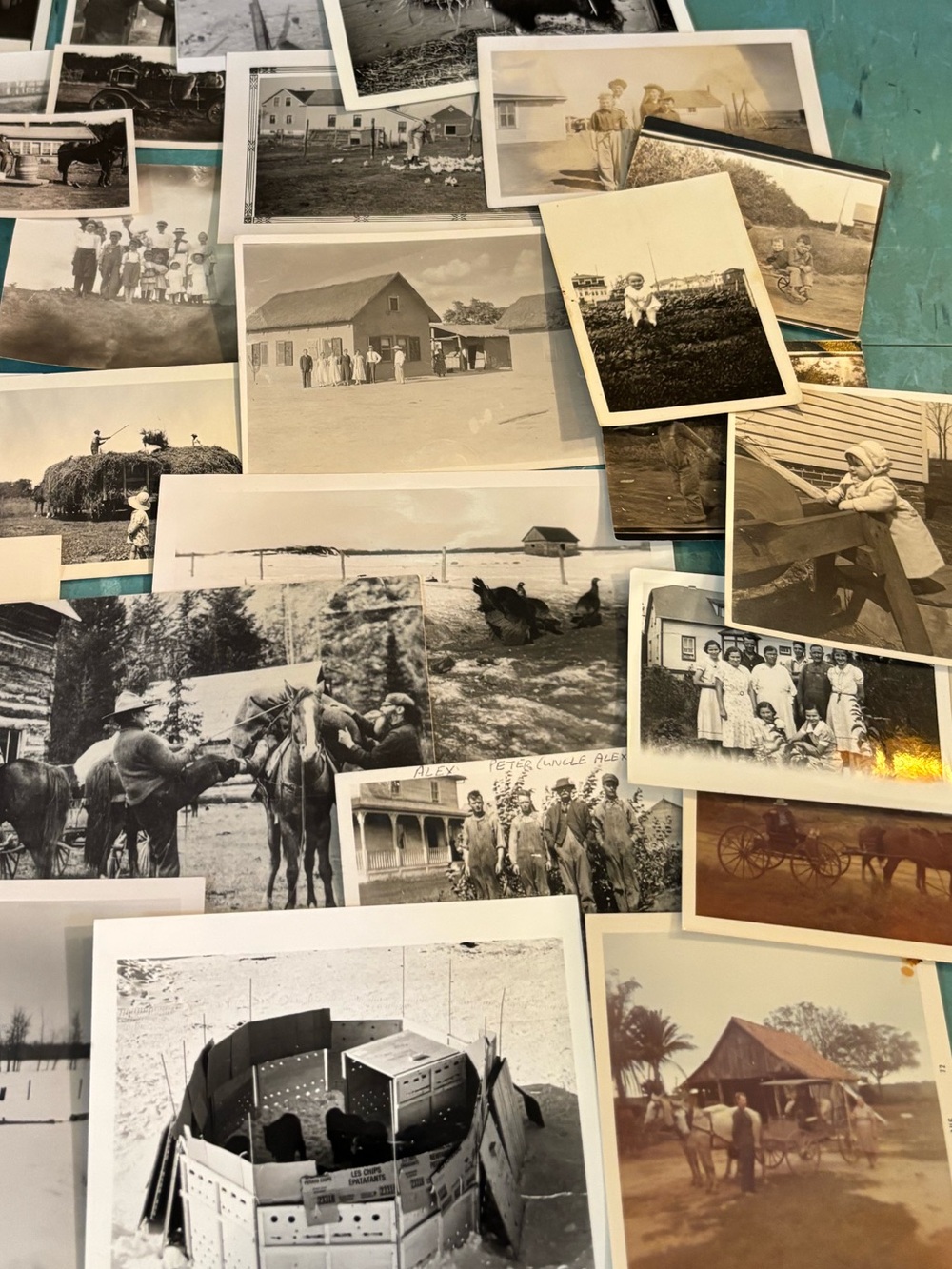46 black white vintage farm photos animals farmers 1920’s - 1940’s ephemera - Picture 4 of 13